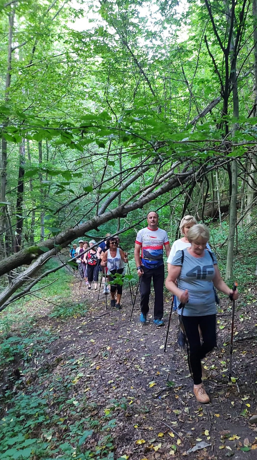 Uczestnicy spaceru z kijkami idą ścieżką przez las.