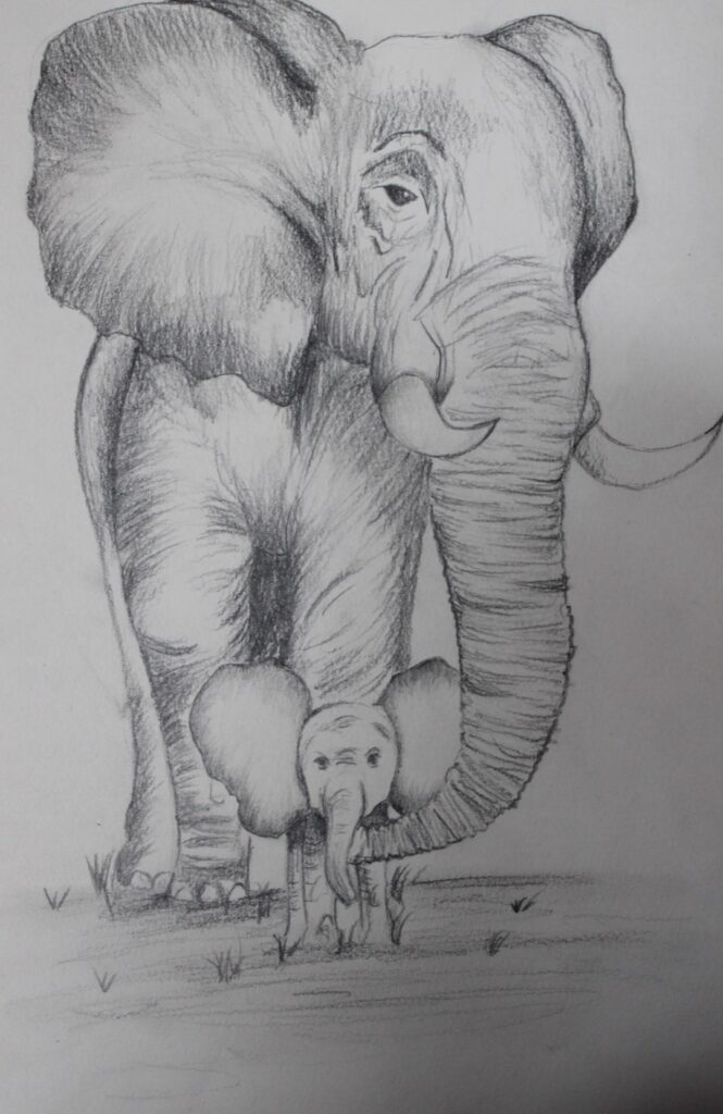 Zdjęcie przedstawia pracę plastyczną wykonaną za pomocą ołówka, laureat przedstawił na niej dorosłego słonia wraz ze swoim dzieckiem. Praca została wykonana na Festiwal Artystyczny „TALENTY 2023” – etap gminny.